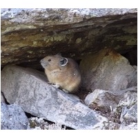 Logo of Cascades Pika Watch