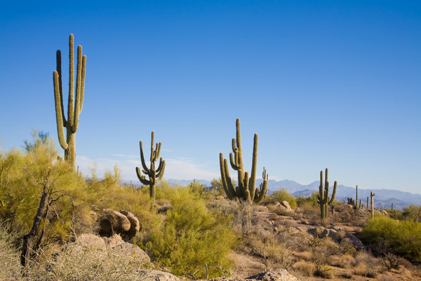 Phenology Monitoring at McDowell Sonoran Preserve - SciStarter