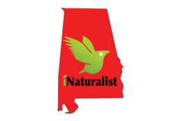 Logo of Biodiversity of Alabama