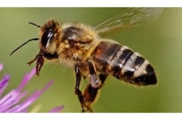 Great Plains Bumble Bee Atlas