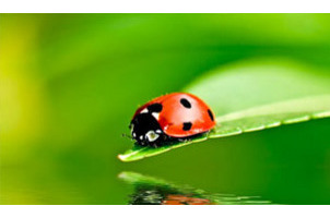 Logo of The Lost Ladybug Project