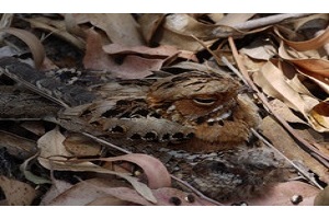 Logo of Project Nightjar