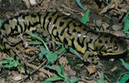 Logo of Nebraska Salamander Search