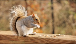 Squirrel Run – Apps no Google Play