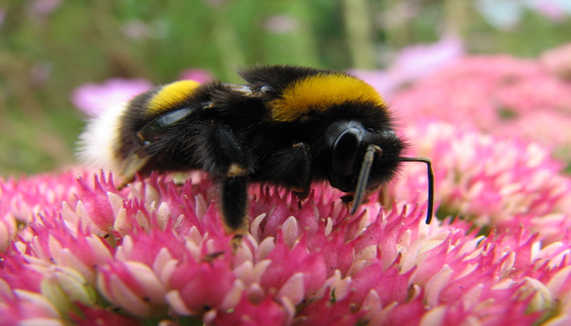 American Bumble Bee, Museum of Natural History